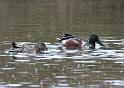 Northern Shoveler pair 011709 011
